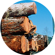 木材检验技术服务